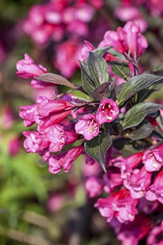 Weigela florida 'Victoria' C 60-100 Weigelie 'Victoria',winterhart, deutsche Baumschulqualität, im Topf für optimales anwachsen