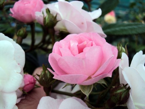 Ramblerrose Perennial Blush ® Containerrosen im großen 7,5 Liter TopfL8