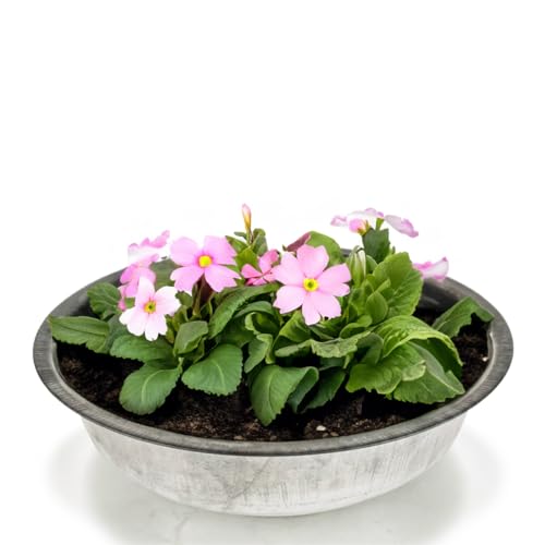 Runde Zinkwanne als Blumen-Schale Metall-Schüssel für draussen - Große 40 cm Metall-Wanne als Garten-Deko Pflanzgefäß - Zinkschale als Solarbrunnen Metall-Schale oder outdoor Pflanzschale