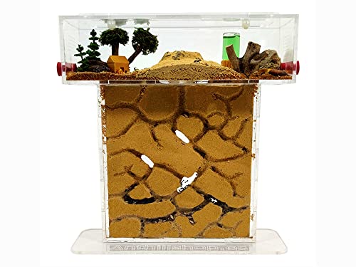 ANTHILLSHOP Natürliche Ameisenfarm aus Sand - Acryl T Kit 15x15x1,5cm【Ameisen kostenlos enthalten】