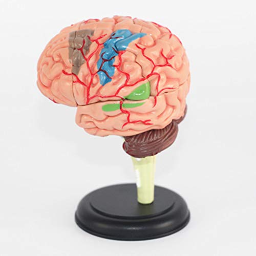 Abnehmbares Gehirnmodell - Menschliches Gehirnmodell - 4D-Gehirnmodell Anatomisches Gehirnmodell - Für Studienpräsentationen, Lehren, Medizinisches Modell,