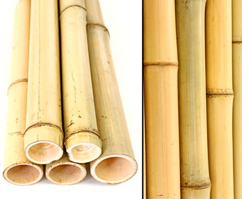 10er Set Bambusrohr 300cm gelb mit 4,5-6cm Durchmesser - Gebleichte Bambusstangen 3m lang (BAYS3005)
