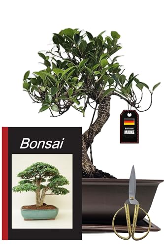 Genki-Bonsai Starterset Banjan Feige ca. 30 cm – 4-teiliges Bonsai Komplettset mit Schere, Untersetzer & Bonsaibuch – pflegeleichter Indoor-Zimmerbonsai für Anfänger & Fortgeschrittene vom Fachhändler