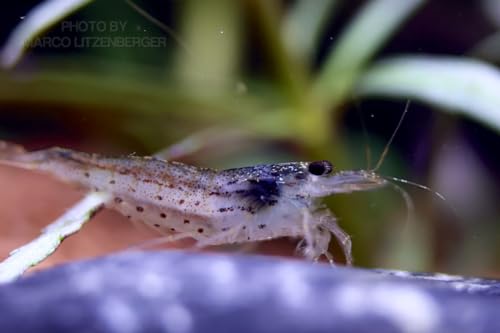 5X Amano Garnele - Caridina Japonica - Aquarium Garnelen gegen Algen