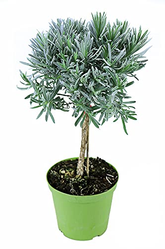 Lavendel Baum, Lavendel Stamm, Stämmchen, Marktfrische Lavendel Pflanze