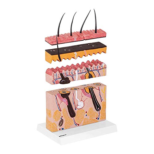 Anatomiemodell Menschliches Hautmodell Anatomie 3D-Modell Vergrößerte Ansicht Dermatologie im Becher, Präzisionsmedizin, Kunststoff