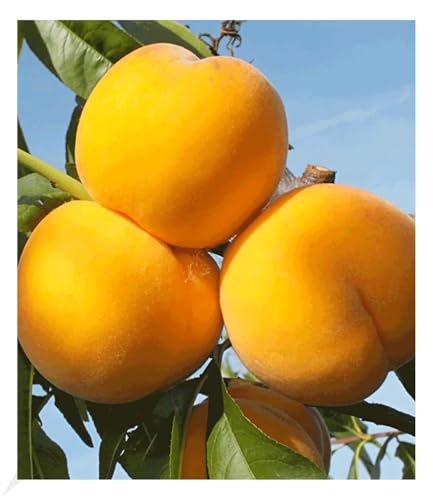 BALDUR Garten Pfirsich-Aprikose 'Honeymoon', 1 Pflanze, Pfirsichbaum, Aprikosenbaum, Obstbaum, winterhart, mehrjährig, blühend, Percoca, robust gegen Kräuselkrankheiten, selbstfruchtend, Obst-Rarität