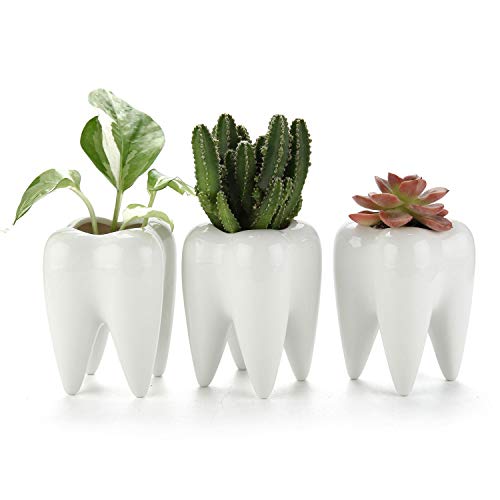 T4U Sukkulenten Topf Keramik Zahn-Form Weiß 3er-Set Mini-Pflanzgefäß für Kakteen Blumentopf für Garten Büro Schreibtisch Dekoration Stiftehalter kreatives Geschenk zum Geburtstag Hochzeit Weihnachten