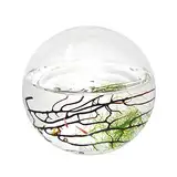 EcoSphere geschlossenes Aquatisches Ökosystem, Kugel 10cm