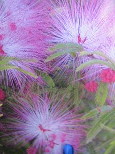 Baumschule Pflanzenvielfalt Calliandra surinamensis - Rosa Puderquastenstrauch -Schöner Mann-