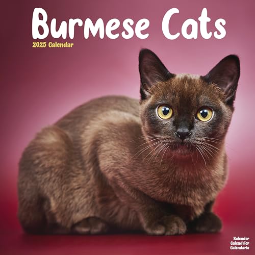 Burmese Cats – Burma Katzen 2025 – 16-Monatskalender: Original Avonside-Kalender [Mehrsprachig] [Kalender] (Wall-Kalender)