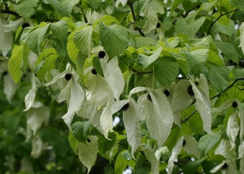 Taschentuchbaum Davidia involucrata var. vilmoriniana Pflanze 90-100cm Taubenbaum