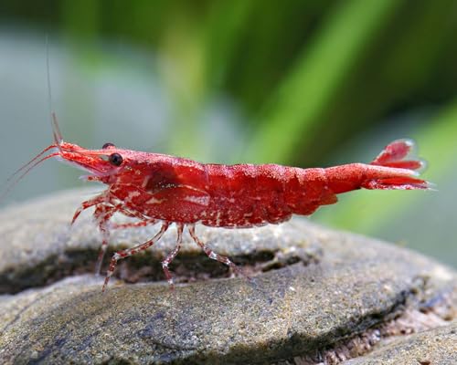 Garnelen Einsteigergarnelen Neocaridina davidi - lebend Zwerggarnelen für das Aquarium - 5er Pack, Farbe hell rot