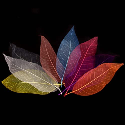 Perfeclan 50pcs Skelettblätter Schleierblätter Gepresste Blumen getrocknete Blatt DIY Karten Machen Scrapbooking Handwerk Lesezeichen - Mischfarbe
