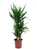Yucca Elephantipes - Große Zimmerpflanze, 130-140 cm Hoch, Ideal für Innenräume, Pflegeleicht & Dekorativ