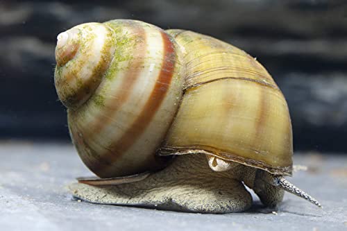 Teich Sumpfdeckelschnecke, 3 st. + 1 NH TOXEX Ball I Algen und Laubfresser I Gesundheitspoilzei im Gartenteich I Filtrierer I schönes geringeltes Gehäuse