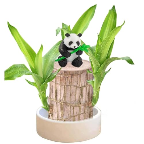 Brasilien Glücksholz Pflanze Set Kleine Mini Glücksholz Aus Brasilien Brasilianische Holzpflanze mit Mönchsstatuen Desktop Pflanze Brazilian Wood Plant Pflanzenstumpf Hydrokulturpflanze (Schwarz)