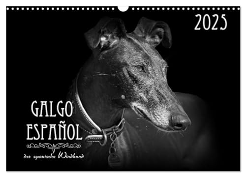 Galgo Español - der spanische Windhund 2025 (Wandkalender 2025 DIN A3 quer), CALVENDO Monatskalender