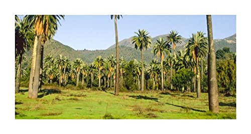Stk - 10x Jubaea chilensis Chilenische Honigpalme Garten Pflanzen - Samen ID411 - Seeds & Plants Shop by Ipsa