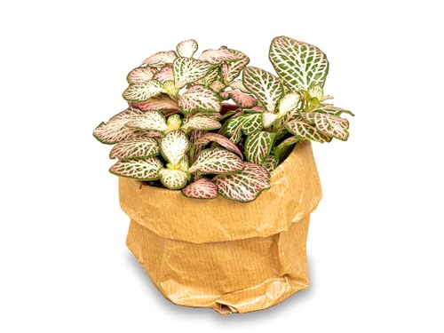 Fittonia Pink Tiger - Mosaikpflanze