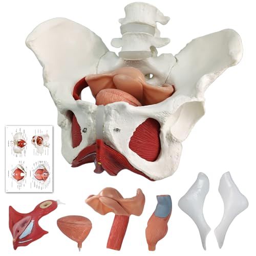 Weibliches Becken Perineum Modell mit abnehmbaren Organen, magnetische Montage, handbemalt, weibliches Beckenboden Muskel Anatomisches Modell Uterus Vagina Ovary, Blase, Rektum 6-Teile zum Lernen