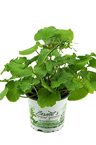 Echte Wasabi Pflanze, Echter Wasabi, Japanischer Meerrettich, Winterhart !