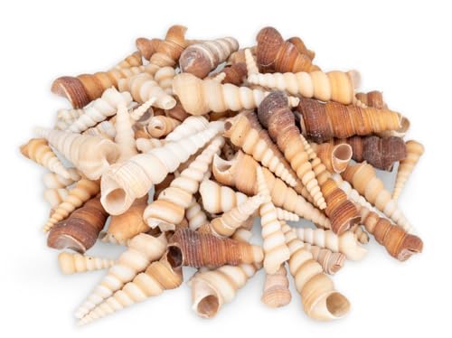 NaDeco Turritella Terebra, 0,5kg, Größe ca. 4-8cm, ca. 70-90 Stück | Muscheln und Schnecken zum Basteln und Dekorieren | Große Turmschnecke | Deko-Schneckenhäuser | Meeresschnecken | Maritime Deko