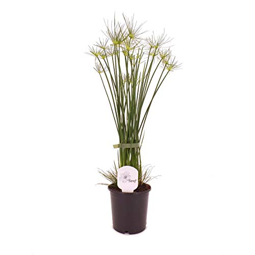 Zyperngras Cyperus haspan 60 cm - Zwergpapyrus Zimmerpflanze, pflegeleicht, dekorativ & luftreinigend - Ideal für Innenräume & Büro