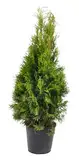 Thuja occidentalis Smaragd 80-100 cm SMARAGD LEBENSBAUM Heckenpflanze im Topf gewachsen - ganzjährig pflanzbar