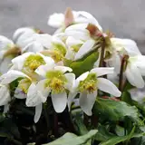 100 Fresh Seeds - Christmas Rose Flower Seeds