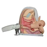 Weiblicher Kontrazeptive, Geburtskontrolle, medizinischer Unterricht, internes und externes Reproduktionsmodell, für Gynäkologie, praktisches Training