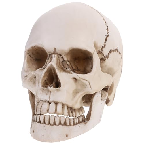 Tinksky Lifesize Human Skull Skeleton Model Replica Resin Medizinische Anatomische Tracing Medizinische Lehre Skelett Halloween Dekoration Statue