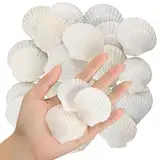 Cpolebev 40 Stück Natürliche Jakobsmuscheln, 3,6-6,1 cm, Kleine Muscheln zum Basteln, Muscheln in Großen Mengen, Echte Muscheln