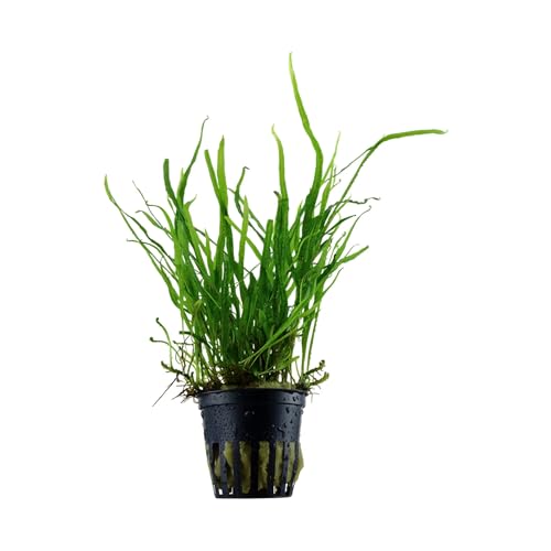Aqua Essentials Microsorum pteropus Dreizack
