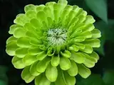 Green Envy Zinnia Elegans 50 Seeds