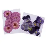 chiwanji 22pcs Getrocknete Gepresste Reale Gänseblümchen Stiefmütterchen Blumen Für Kunst Fertigkeit Der Hochzeits Karten DIY