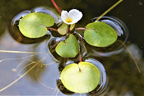 WASSERPFLANZEN WOLFF - 5 Stück Hydrocharis morsus-ranae - einheimischer Froschbiß, weiß - RARITÄT - Wasserpflanze des Jahres 2019