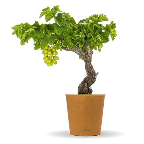 Bloomify® grüne Weinreben Pflanze "Wilma" | 60-70 cm hohe winterharte Weintrauben Pflanze | pflegeleichte Tafeltraube für Garten oder Kübel | besonders süße und leckere Früchte