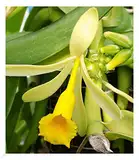 BALDUR Garten Echte Vanille Pflanze, 1 Topf Vanilla planifolia, Orchidee blühende Zimmerpflanze, mehrjährig - frostfrei halten, blühend, Gewürzvanille, duftende Blüten