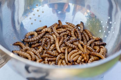 ENTAVA nachhaltige Zophobas lebend in Premium-Qualität, Vogelfutter, Hühnerfutter, Koifutter, Igelfutter, Eichhörnchenfutter, Kükenfutter, ganzjähriges Futter für Wildvögel (50g)