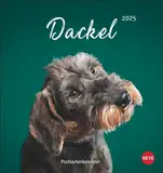 Dackel Postkartenkalender 2025: Monats-Tischkalender zum Aufstellen oder Aufhängen mit herzigen Dackelfotos. Kleiner Kalender mit Postkarten zum Verschicken oder Sammeln. (Postkartenkalender Heye)