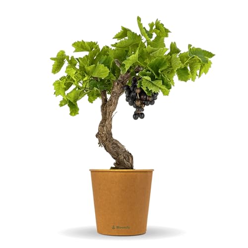 Bloomify® rote Weinreben Pflanze "Walter" | 60-70 cm hohe winterharte Weintrauben Pflanze | pflegeleichte Tafeltraube für Garten oder Kübel | besonders süße und leckere Früchte