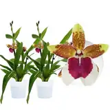 Echte Odontoglossum Peter Klomp Orchideen, 2 große Zimmerpflanzen aus Holland, 30-40 cm hoch mit Blüten und duftend.(keine künstliche Orchidee, ohne Dünger und Topf, kein Samen und nicht winterhart)