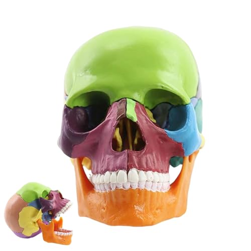 Menschliches Schädelmodell für Anatomie,menschliches Schädelmodell, 15-teilige lebensgroße abnehmbare Schädelköpfe, Realistisches anatomisches Modell des menschlichen Kopfschädels, Studium der Schädel
