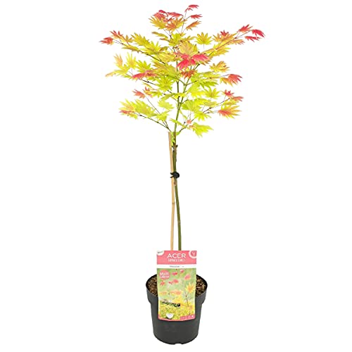 Acer shirasawanum 'Moonrise' Stamm - Japanischer Ahorn - Strauch - Winterherz – ⌀19 cm - 80-100 cm