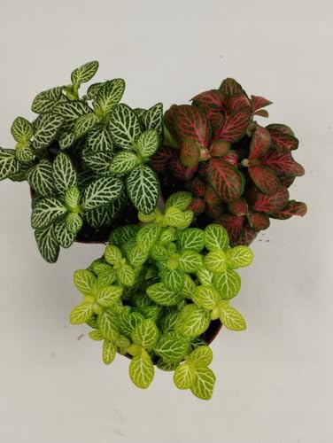 Fittonia 3er Set, Wald im Glas