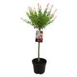 Bloomique – Salix Integra Flamingo – Bunte Weide – Gartenpflanzen – Winterhart – 80–100 cm hoch – Topf 19 cm