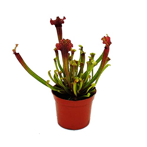 Exotenherz - Schlauchpflanze - Sarracenia "Judith" - Fleischfressende Pflanze - 9cm Topf