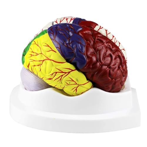 XDAWQP Neurologische Abteilung für Gehirnanatomie, Modell des menschlichen Gehirns, Gehirnmodell, Gehirnpartitionsmodell, Anatomisches Modell des menschlichen Gehirns, Modell der Hir