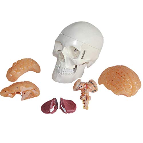 PUFAHAU Anatomisches Schädelmodell Mit Gehirn - Schädelmodell In Lebensgröße Mit Gehirn - Anatomisches Modell des Menschlichen Gehirns Eines Erwachsenen Mit Gehirn - Für Medizinische Ausbildungshilfe